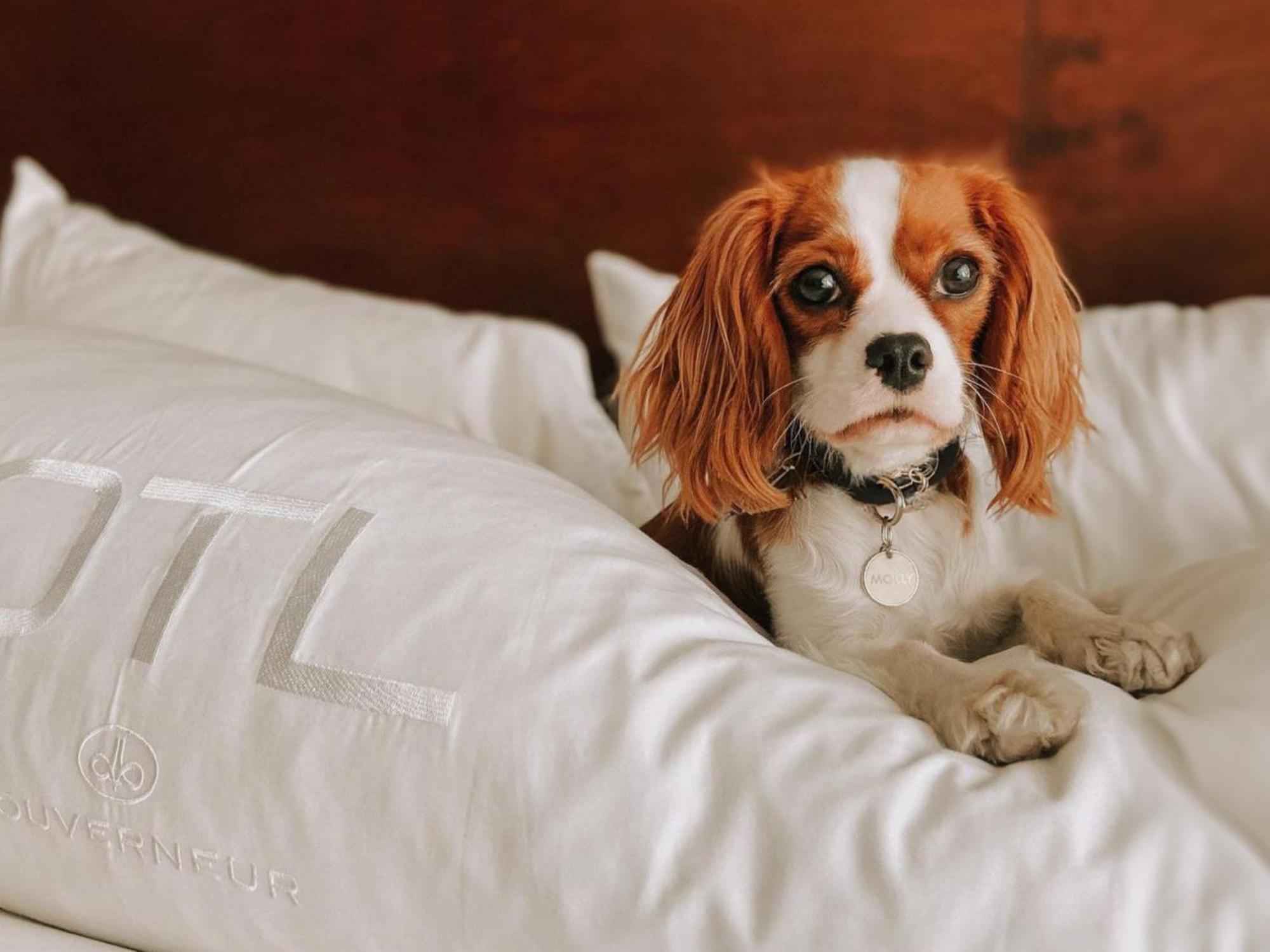 Otl Gouverneur Шербрук Екстериор снимка A dog on a bed